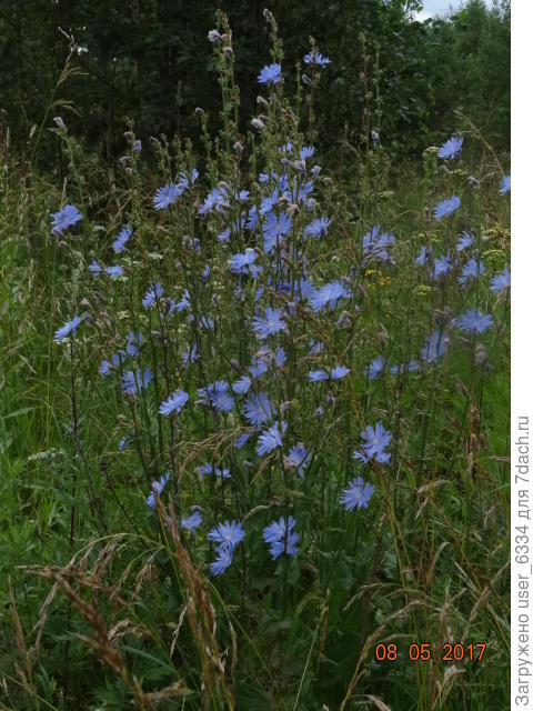 Вот этот экземпляр, тоже дикий,  побольше метра будет.