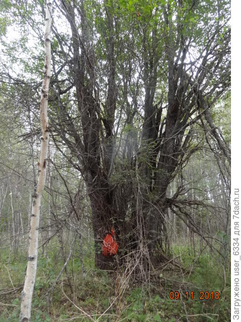 Только вчера на краю бесповоротно заросшего березняком поля, где искал грибы меня восхитило вот эдакое &amp;quot;расчехранное страховидло&amp;quot;&copy;, принадлежащее к обсуждаемому виду. Рюкзак повешен для масштаба.