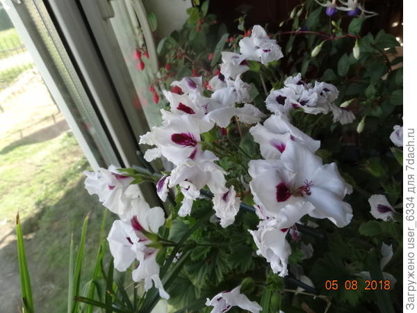 вот такой по размерам и должна быть пеларгония домашняя