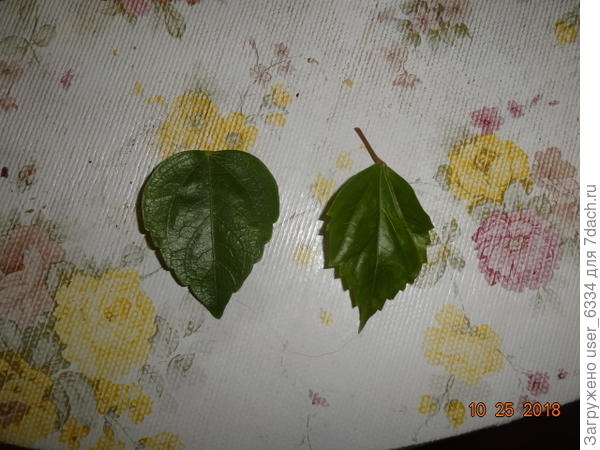 справа - обычный красный лентяй, выдающий по цветку в неделю.