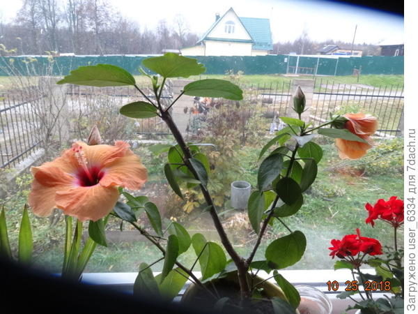 слева - вот этот сортовой трудяга, почти год цветущий ежедневно! Правда черенок укоренялся год и год кустик рос до первого бутона.