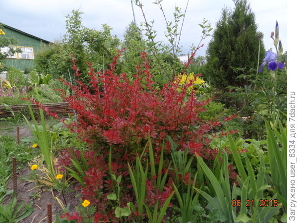 голден ринг