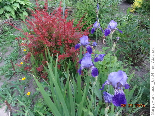 да, вот они в цвету.