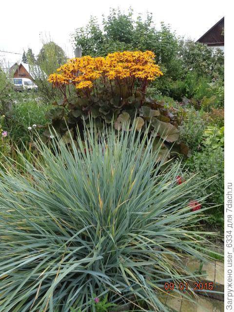 несмотря на это мы его любим