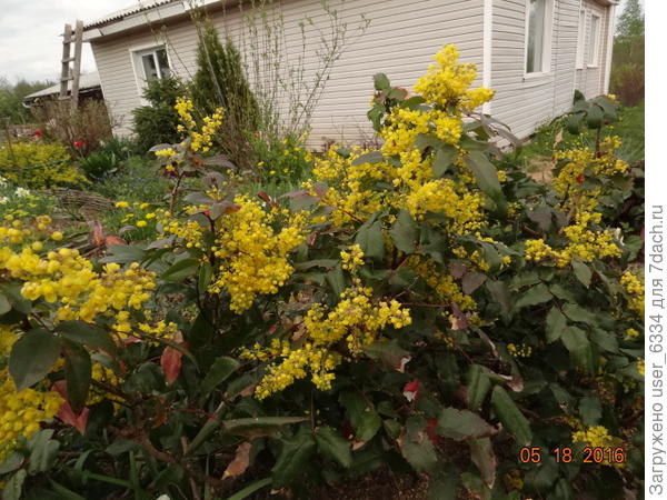 тут вот видите, форма кистей другая, нежели на Вашей.