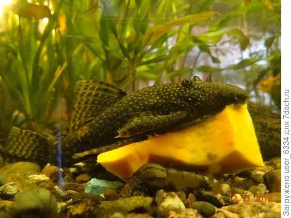 для кормления панцирных сомов её не нужно специально притапливать. К сожалению выделенные семена не взошли ни одно(!), а больше ни в продаже ни в каталогах ИМ я её не видел.