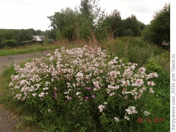 Мыльнянка. Бывает и порозовей, бывает и почти белая.