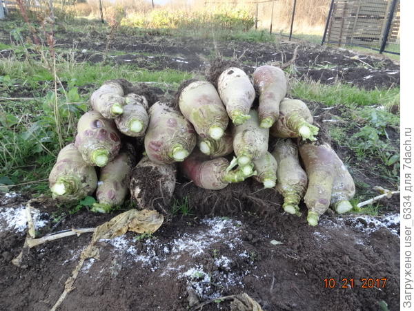 довольно вкусная в салатиках и рагу