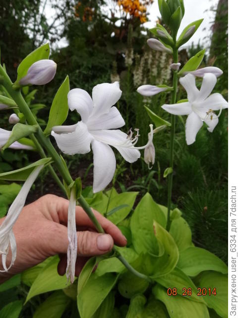 но аромат вполне ощутим