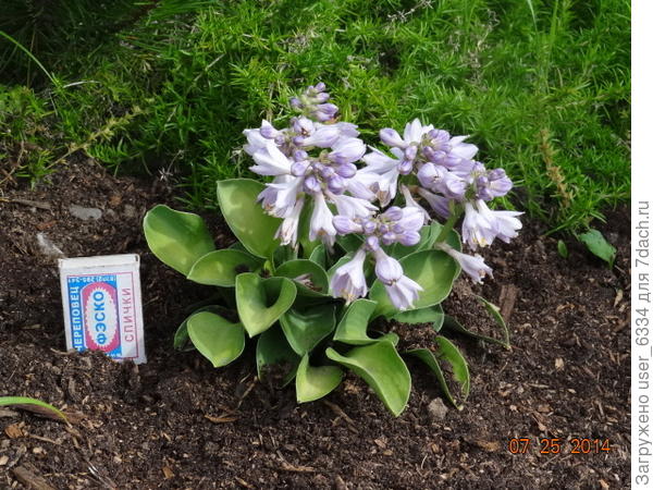 наш экземплярчик "ушей" Солиден весьма, ишь цветоносов сколько.