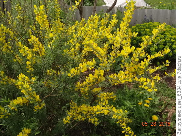 ракитник русский, наш ответ форзициям.