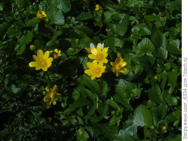 Он? Может быть и сходный вид, на ДВ у многих европейцев есть заместители среди родственников