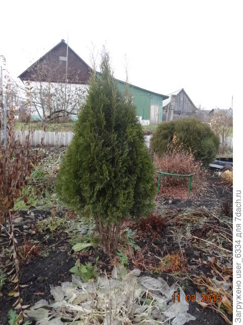 причем в биографии химическая атака собачечек, псов эдаких,