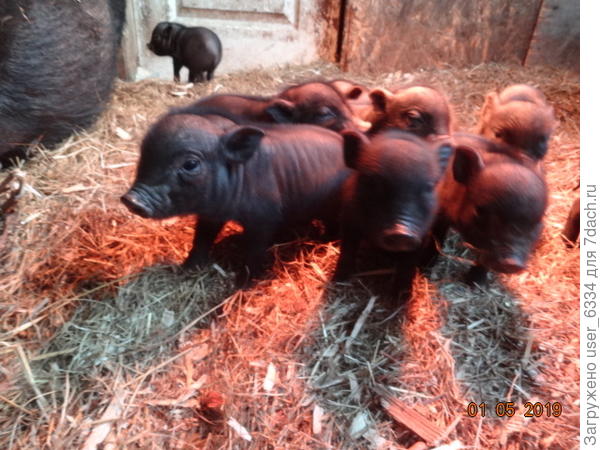 эти пока нежатся под лампой