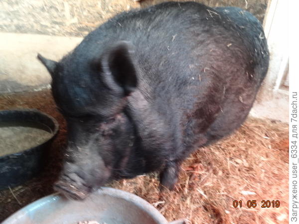 и мамкиным боком