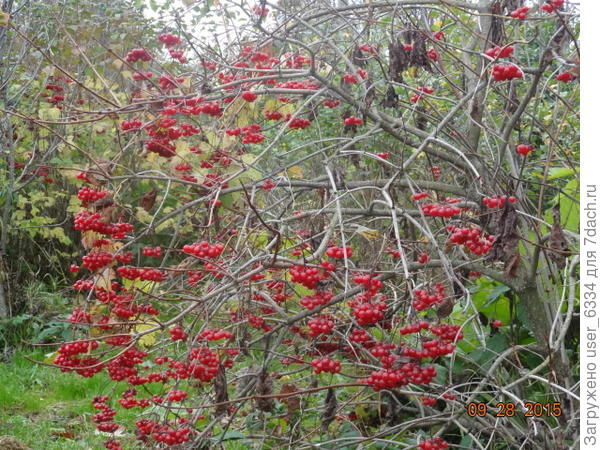 потому что красива она не только в цветах( держащихся долго) но и в плодах. А между ними есть ещё и довольно эффектное осеннее окрашивание, фото которого. к сожалению, не нашел пока( эх, пора, фотозалежи упорядочивать...)