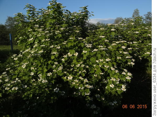 Красоты у неё тоже не отнимешь, на мой взгляд она на круг не хуже &quot;бульденеж&quot;