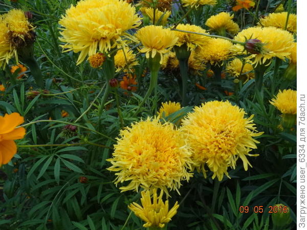 ...прямостоячие, самособранные семена от &amp;quot;фантастика микс&amp;quot;