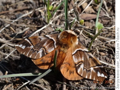Шелкопряд березовый краснокнижный. Питается в том числе и родственными березе растениями, типа той же лещины
