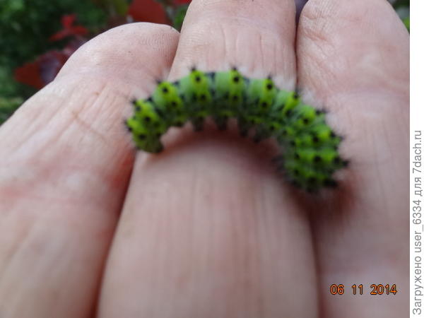 Также как и гусеница малой сатурнии, которую пересадил с краснолистной орешины на зеленолистную - чтоб в глаза не бросалась.Не объест...