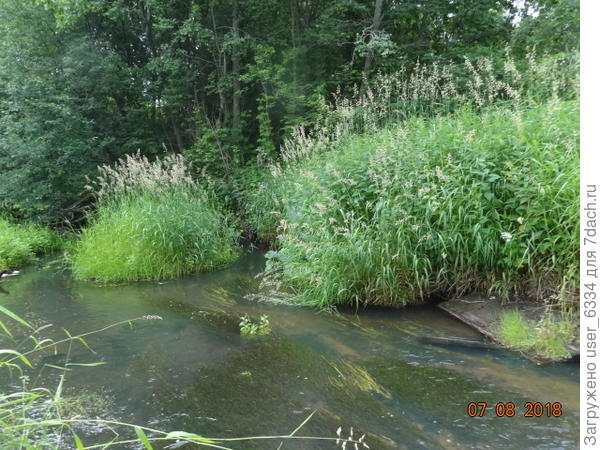 А так выглядит его исходная природная форма, банально-зеленая, но куда более мощная. Колосья, бывает, и над головой раскачиваются, когда через его заросли продираешься.