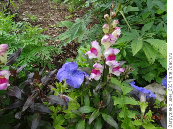 Львиный зев, тоже краснолистный. Но уже из самосева, потому хотя цветы всё ещё единообразны, оттенок листьев варьирует, самый темный экземпляр из попавших в кадр ещё не цветет.
