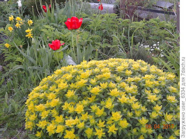 вот он в полном цвету