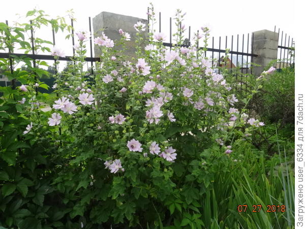 Хатьма. Старый деревенский цветок, теперь , подобно мыльнянке и золотым шарам встречается больше на свалках и пустырях. Откуда я эту и притащил. На другом конце деревни видел куст поярче.