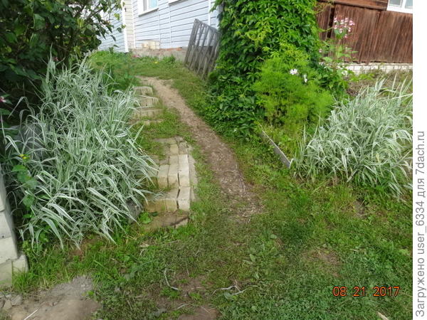 Единственное требование к выращиванию - ограничение агрессси. Ну и почву любит плодородную, хотяи в кюветах растет