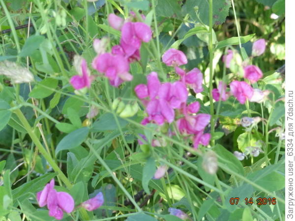 с дикой чины широколистной на выпасе собрал семена, равно как и с немногим уступающей ей чины лесной, но высеять так и не удосужился.