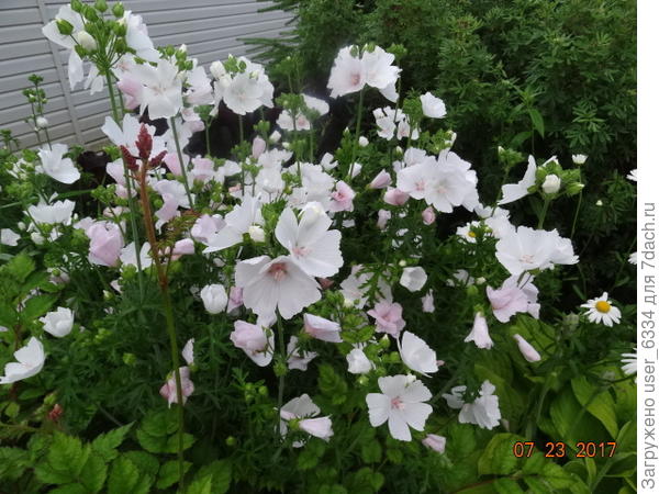 Мальва мускусная. Пониже хатьмы, не такая деревянистая, - ту называют полукустарником, в безморозных местностях она таковым и является. Цветет дольше, обильней, хорошо стоит в срезке, букеты ароматны. В саду запах слишком тонкий, ощущается с трудом.
