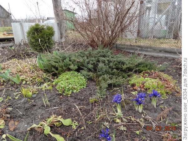 Плох он тем, что уж больно стелющийся, от земли не видать, любая травка его заглушает.