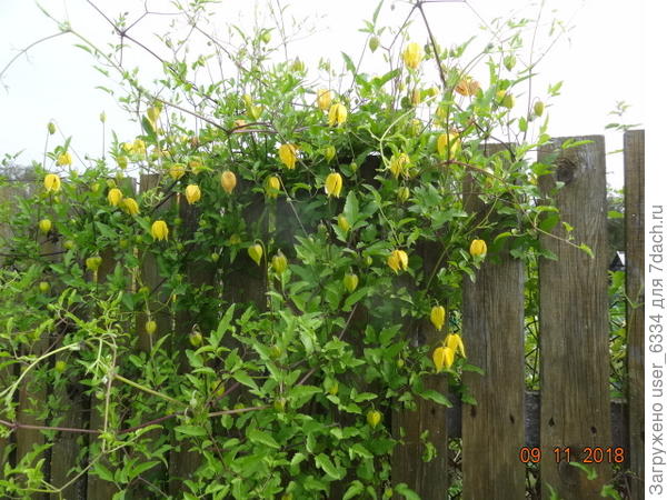 тангутский. С сортовыми - как получится, а ещё есть танины земляки-княжики