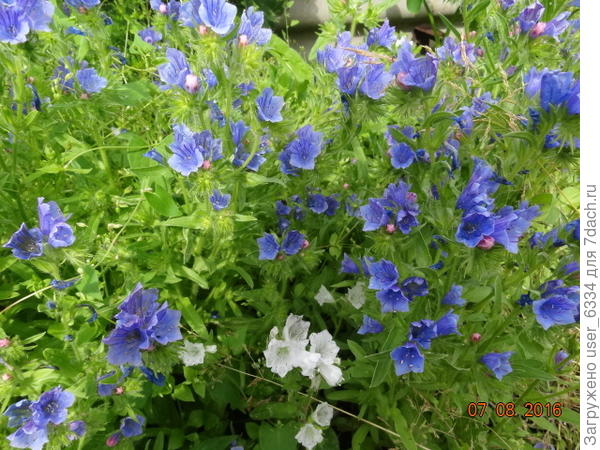 эхиум подорожниковый