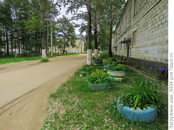 А вот на Сахалине( фото взято из поста трэвел-блогера https://varandej.livejournal.com) ирисы Кемпфера растут просто у многоэтажек, как наши рыжие лилейники или бородатые ирисы . Этог же явно не сибирский.