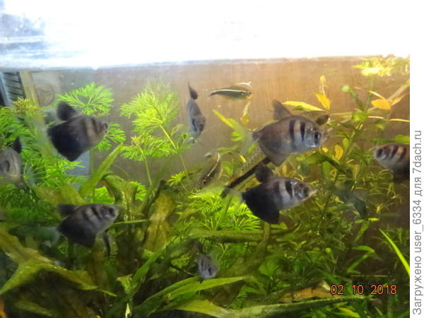 Номер четвертый. Потом был опять перерыв на лето, сейчас вроде набрался духу склеить два больших &amp;quot;корыта&amp;quot;, то еть длинных и низких водоема на 8 и 12 ведер, но блин оказался комом, первый пришлось переклеивать заново и к прибытию заказанных травок он не был готов. Пришлось их распихивать по имеющимся сосудам.