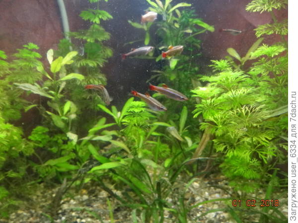 Но немногим более года назад я встрепенулся и сперва увеличил количество водоемов до 5