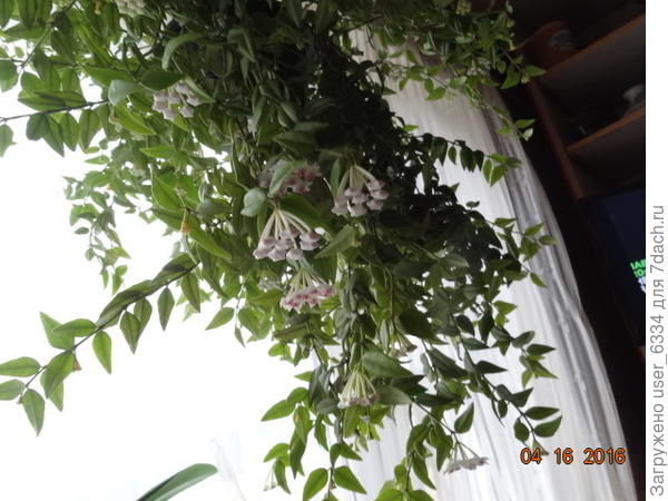 но она не пахнет совершенно, что для кого-то может и достоинство.