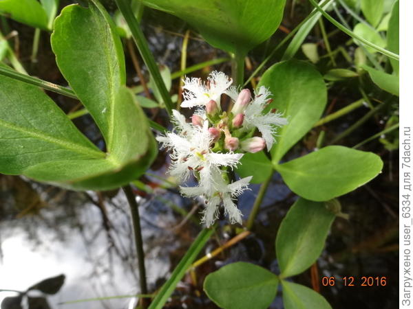 Вот ещё одна водяная красавица, вахта трехлистная. На старицах реки Унжи, что на востоке нашей области её соцветия достигали размеров хорошего садового гиацинта, а доли листьев были в мою ладонь. Здесь на болотцах она поскромнее и и пореже.