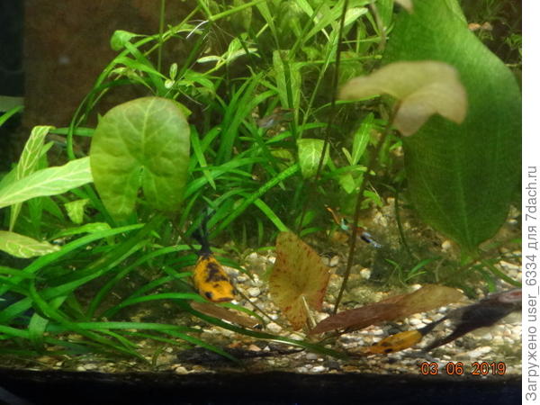 кустик карликовой кувшинки Дварф Сантарем вольготно разместится на ладошке шестимесячного ребенка. Зеленые листики на длинных черешках выросли в питомнике. где я её заказывал, а прижатые ко грунту красновато-крапчатые отросли уже в моем аквариуме. Ко глубокому моему удовлетворению она бурно размножается усами, как земляника какая и от двух кустиков я уже имею 6 деток. Пишут, что она , бывает, и цветет, но для аквариумных растений это далеко не главное и очень не частое событие.