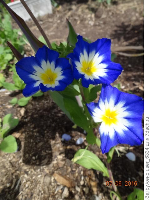 ну и не забывайте. что это хоть и вьюнок. но не вьющийся, а стелющийся.