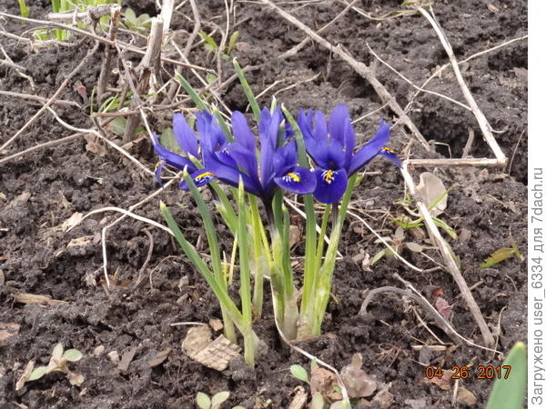 &quot;Хармони&quot;. У нас до этих картинок ещё месяц.