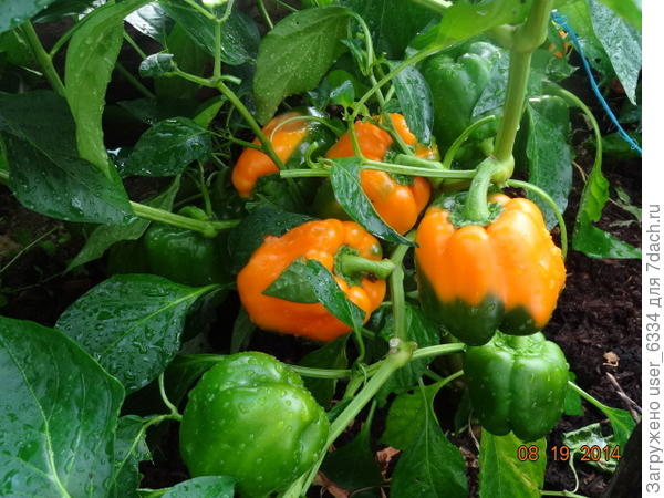 итоги такие