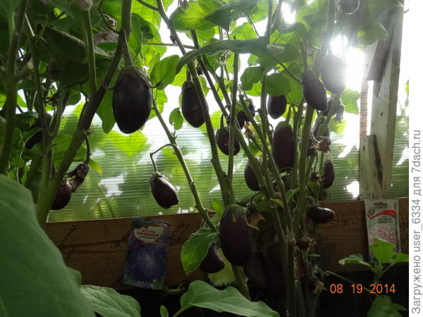 или такие - баклажаны растут в той же теплице. На другой сезон меняем их с помидорами - тепличек две, - ну и заново перезаряжаем навозом