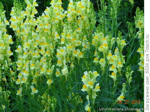 Пожалуй, все-таки льнянка. Для неё характерно расти таким вот куртинами. Вообще-то сорняк, но красивоцветущий и лекарственный - отвар сухой травы в пропорции примерно ч.л. на стакан кипятка является хорошим средством при функциональных расстройствах ЖКТ, есть и более серьезные области применения. Главное же - он малоопасен, легко удаляется несмотря на ползучие корневища. и, будучи растением бедных песчаных почв, на огородной земле не выдерживает конкуренции даже с большинством культурных растений.