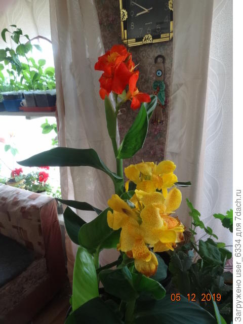 В сравнении.