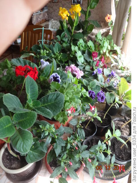 Все изгнанники скопом