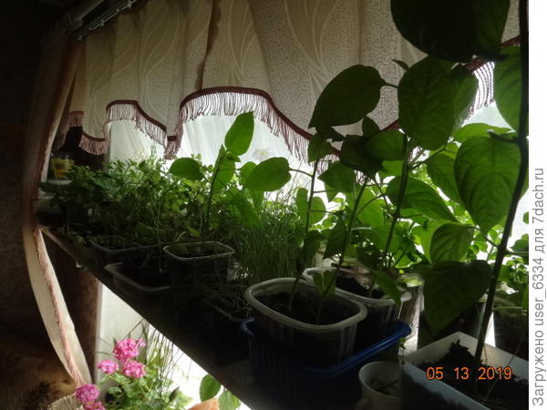 А захватившие их место у стекла "ахрессоры" и на фото получаться отказались. Ничё, скоро, выпнем их на улицу, грядку под порей и сельдерей я уже сделал сегодня.