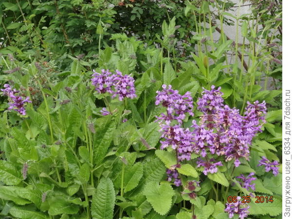 Буквица крупноцветковая( там же). Даже больше: здесь они обе! Слева нецветущие стебли б. лекарственной Тут разница в форме листьев хорошо видна.