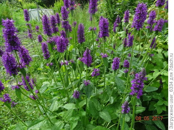 Буквица лекарственная в саду